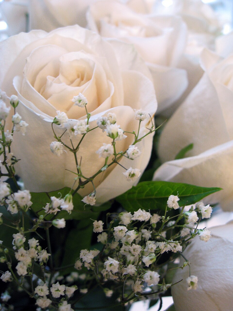 White roses with baby's breath